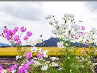 JC Project Freedom JC Fund options Jan 2021