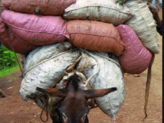 JC-Project-Freedom-Coast-FI-Work-like-donkey